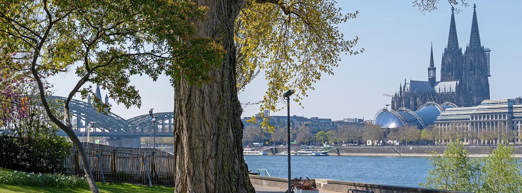 Kölner Rheinpark im Frühling. Im Hintergrund der Kölner Dom.